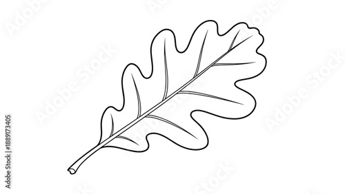 Simple and clean line drawing of an oak leaf, ideal for botanical studies or seasonal autumn-themed decorations.