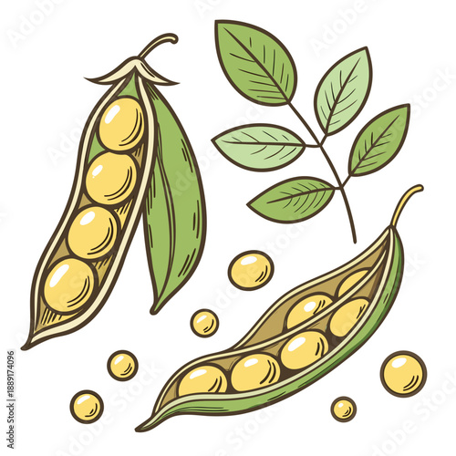 Colorful illustration of pea pods and loose peas showcasing a vibrant botanical silhouette high quality professional