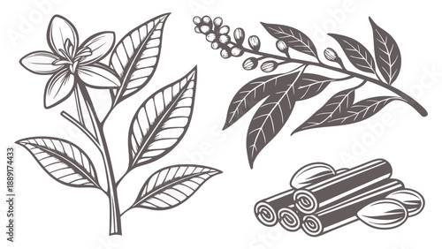 Detailed botanical illustration featuring coffee flowers leaves and cinnamon sticks silhouette high quality professional detailed modern