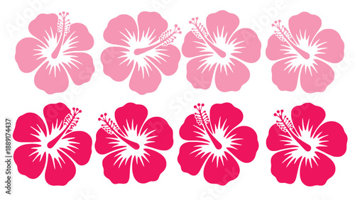 A colorful arrangement of vibrant hibiscus flowers on a white background