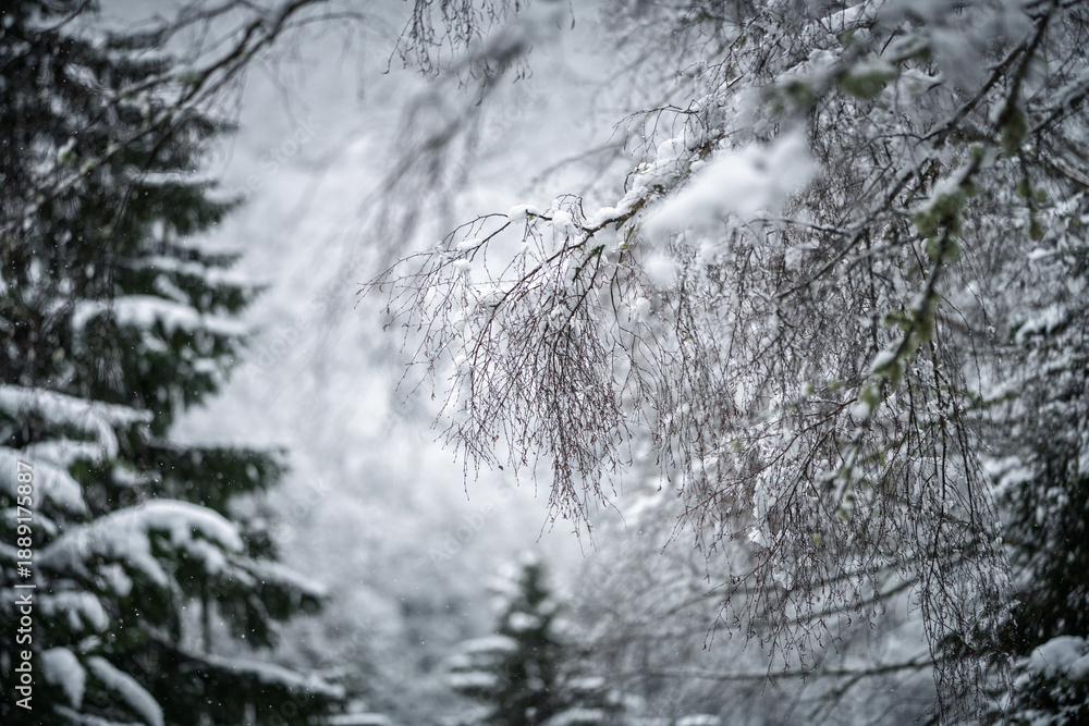 Fototapeta premium winter landscape with snow covered trees in forest