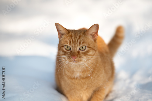 Portrait of a red cat on the snow