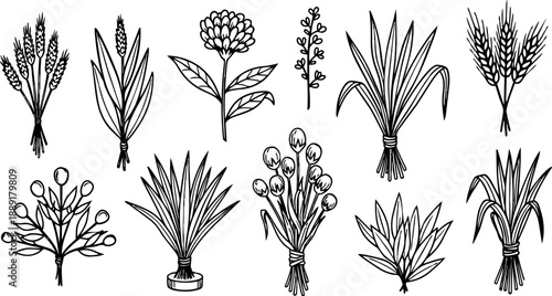 Black and white botanical line art set with various stylized grass and flower plants in vintage illustration style