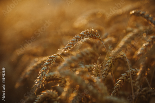 Macro close-up of ripe wheat ears glowing in warm golden sunlight. Detailed cereal crop texture in agricultural field, symbolizing harvest season, natural food production and summer farming.
