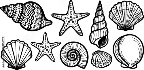 Black and white line art seashells and starfish collection hand drawn nautical marine life illustration set