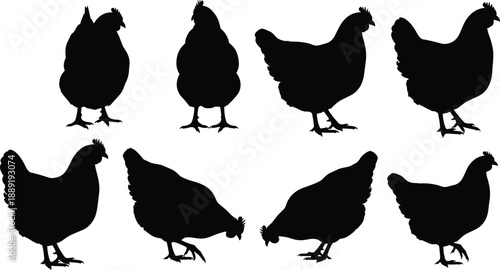Chicken and hen silhouettes in various walking and pecking poses vector set isolated on white background for farm poultry agriculture design