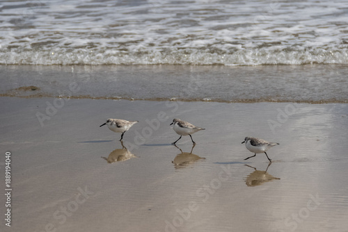 Three sandpipers walking on thebeacg.
