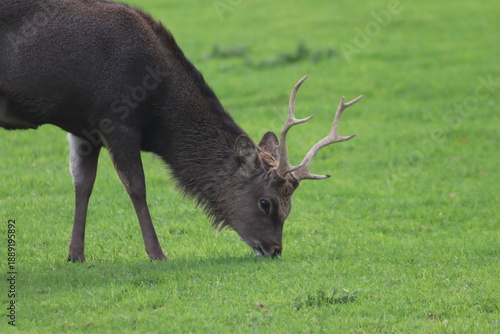 Roe deer stag eating in field