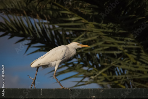 Ardea ibis bird.