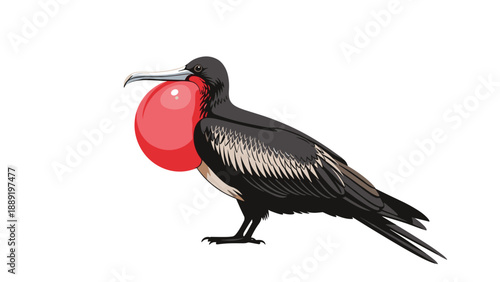 Magnificent frigatebird with its large red throat pouch inflated standing against a plain white background.