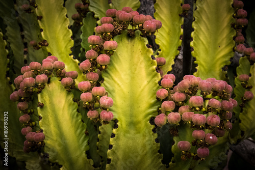 Euphorbia candelabrum succulent.