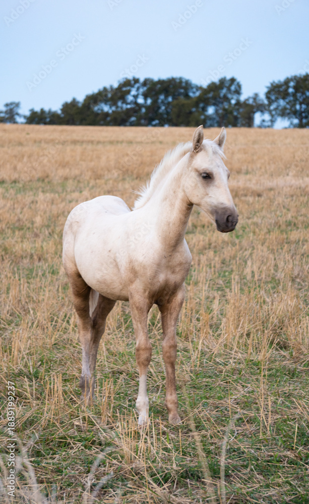 Obraz premium White colt in a field, Colonia, Uruguay