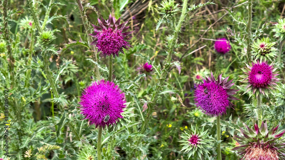 Fototapeta premium Vibrant thistle blooms whisper Celtic lore, nature's prickly confetti, thriving amid Lughnasadh celebrations and herbal folklore reveries