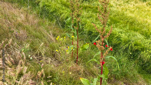 Fotografija Two ruby-stemmed plants sway mysteriously under a whispering breeze, perfect for