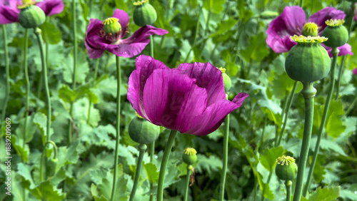 Purple poppies sway in the verdant breeze, echoing opium dreams and Lammas harvest rituals, whimsical botany flourishing