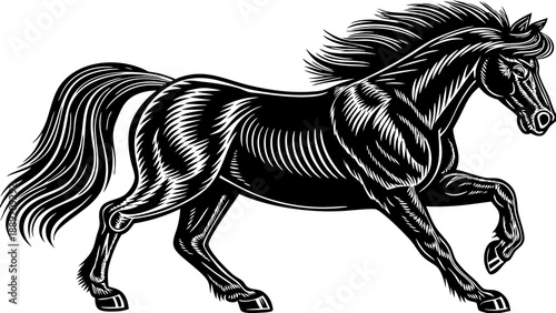 black horse vector illustration