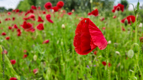 Billede på lærred Vibrant scarlet poppies dance joyously in the green meadow, evoking Remembrance