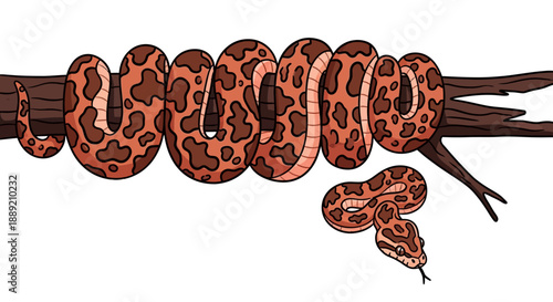 Coiled python resting on branch with young snake illustration