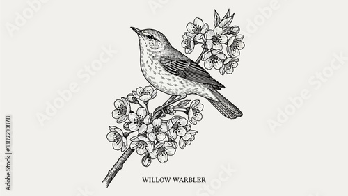 A Willow Warbler perched on a blossoming branch viewed from the side in a serene environment.