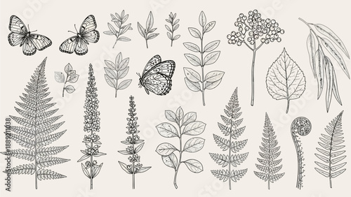 Detailed illustration of various plants and butterflies in a botanical collection viewed from directly above.