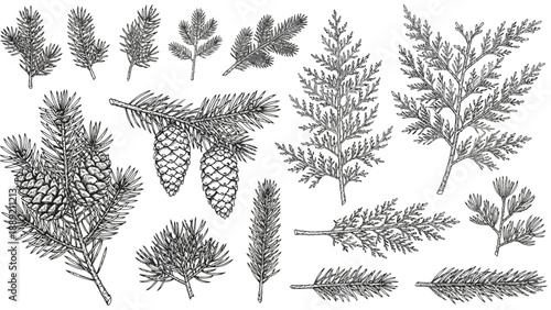 Collection of assorted pine branches and cones illustration in a botanical style