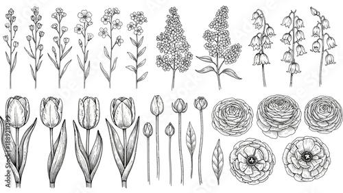 Detailed black and white illustration of various flowers and plants with botanical accuracy from a front viewpoint