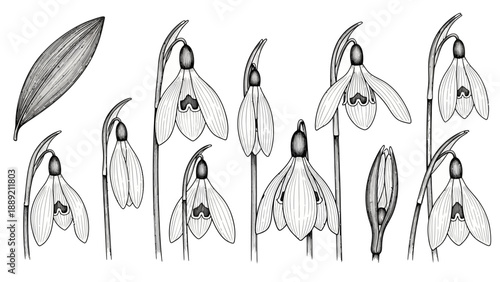 Detailed black and white illustrations of snowdrops in various stages of bloom and growth showcasing delicate petals and stems from a close-up viewpoint
