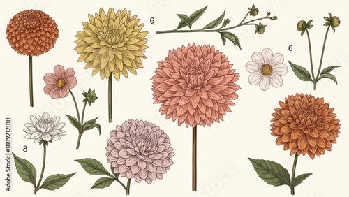 Vibrant floral arrangement featuring dahlia flowers and lush foliage in a decorative botanical illustration from various viewpoints
