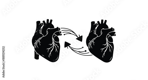 Heart transplant concept with two human hearts exchanging places