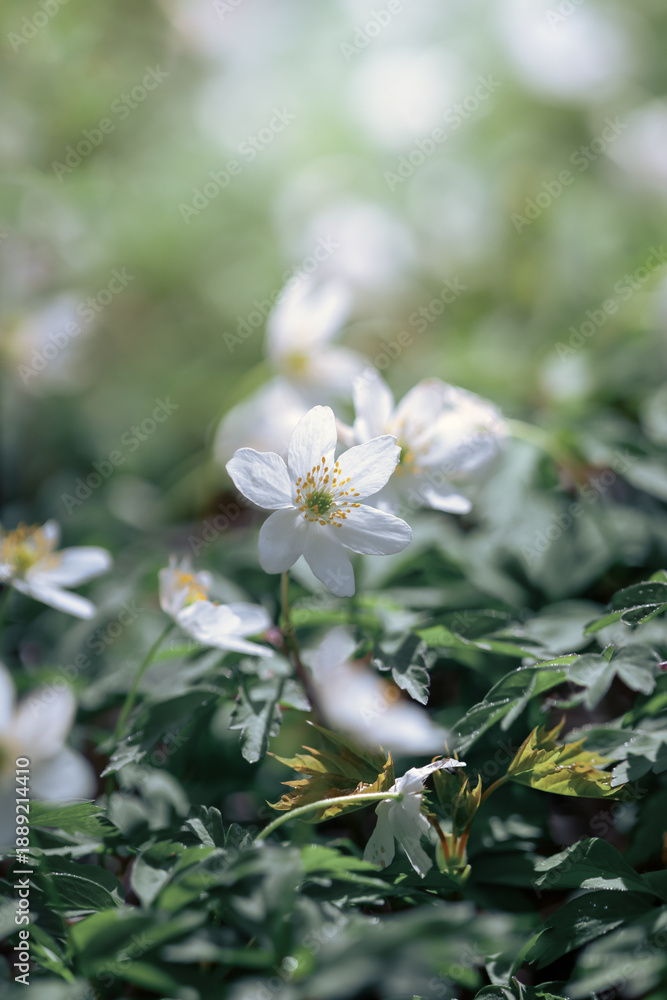 Fototapeta premium Wood anemones (Anemone nemorosa L.), white wild flowers in the meadow, floral wallpaper or floral background for design