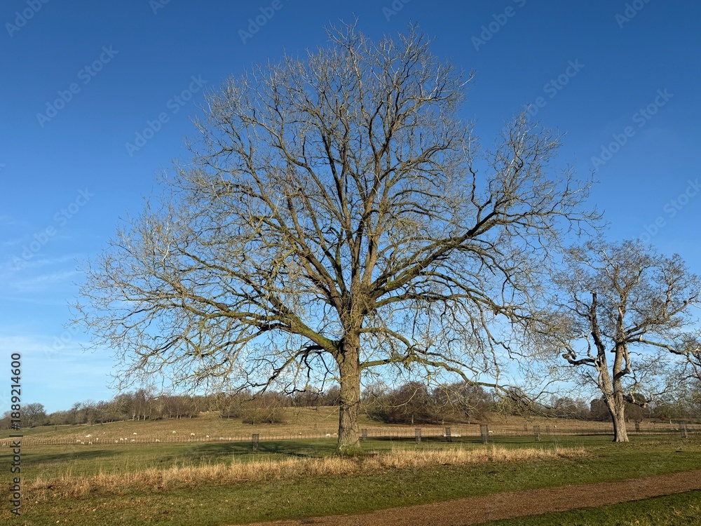 Obraz premium Large leafless tree in open countryside under blue sky