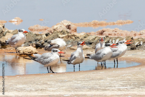 Obraz na plátně Flock of Caspian Terns (Hydroprogne caspia), the largest of the Terns, at a roos