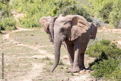 Herd of African Bush Elephants (Loxodonta africana) walking along a well defined game trail through the bush, Addo Elephant Nationl Park, South Africa