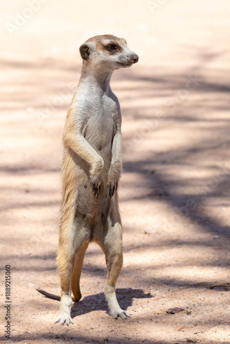 Slender-tailed Meerkat or Suricate (Suricata suricatta) sentinel standing on hind legs on lookout for predators  Kalahari, Northern Cape, South Africa