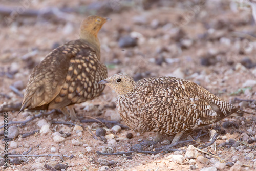 Namaqua Sandgrouse female (Pterocles namaqua) Kgalagadi Transfrontier Park, Kalahari, Northern Cape, South Africa
