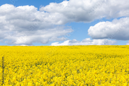 Colourful yellow Rapeseed, Rapaseed, Oilseed Rape, Colza or Canola (Brassica napus) flowers in an agricultural field