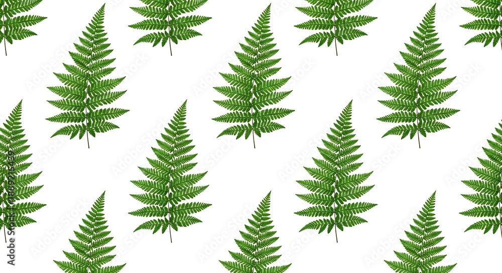 Obraz premium Repeating pattern of fresh green fern leaves on white background