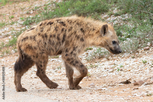 Immature Spotted Hyena or Laughing Hyena (Crocuta crocuta), Addo National Elephant Park, Eastern Cape, South Africa, side view walking