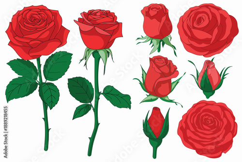 Collection of beautiful red roses and buds in full bloom and unopened