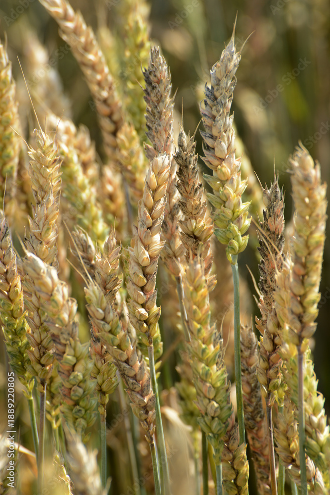 Fototapeta premium Fusarium, Ährenfusariose, Fusarium spp.