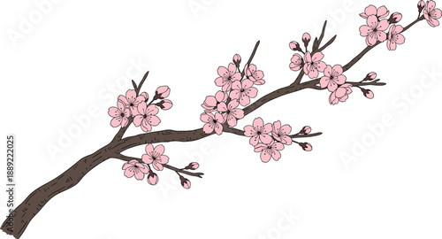 Soft pink cherry blossom branch illustration with blooming sakura flowers and buds creating elegant spring botanical artwork isolated background