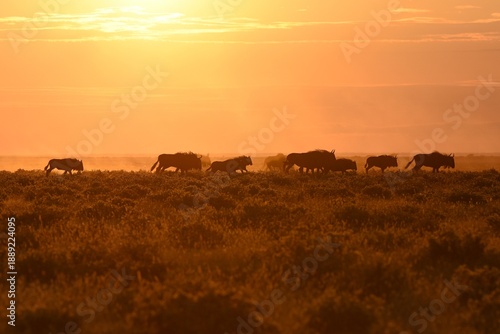 Eine Herde Gnus (connochaetes) zieht durch den Etoscha Nationalpark vor dem Sonnenuntergang