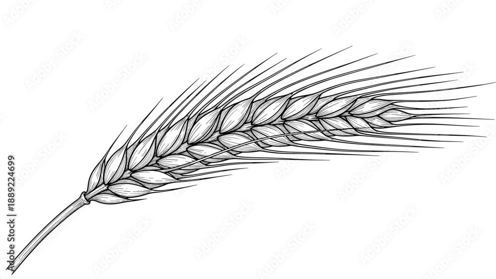 Fototapeta premium Detailed line art drawing of a single ear of wheat or barley with long awns and textured grains presented in a botanical style.