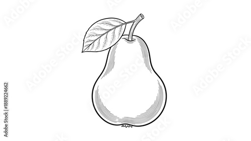 Detailed woodcut style line art illustration of a whole pear with a single leaf and fine cross-hatching texture on white background.