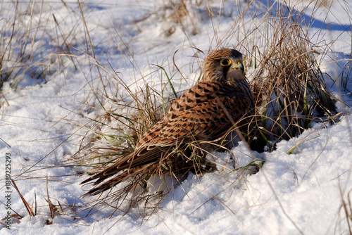 Common kestrel searching for prey on ground on a bright winter day, sunlight highlighting its wings in a cold rural landscape