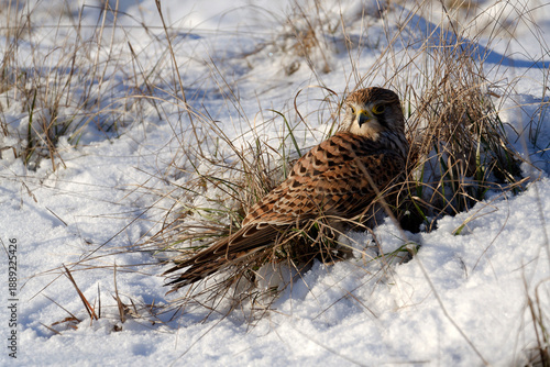Common kestrel searching for prey on ground on a bright winter day, sunlight highlighting its wings in a cold rural landscape