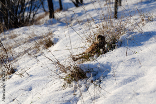 Common kestrel searching for prey on ground on a bright winter day, sunlight highlighting its wings in a cold rural landscape