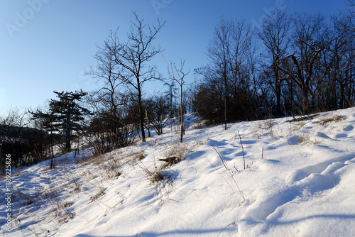 Common kestrel searching for prey on ground on a bright winter day, sunlight highlighting its wings in a cold rural landscape