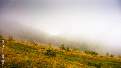 coniferous forest on the grassy hill in fog. nature background on a cold autumn morning. carpathian outdoor adventures in fall season under overcast sky