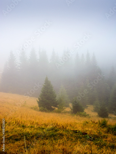 coniferous forest on the grassy hill in fog. nature background on a cold autumn morning. carpathian outdoor adventures in fall season under overcast sky